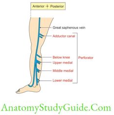 Venous And Lymphatic Drainage And Comparison Of Lower And Upper Limbs Venous Perforators Of Lower Limb 1. Lower Limb Definition: Venous perforators connect the superficial with the deep veins. 2. Lower Limb Number There are about 5 perforators along the great saphenous vein, and One perforator along the small saphenous vein. Great Saphenous Vein 3. […] 2 Number