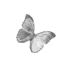 a black and white photo of a butterfly