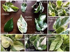 different types of leaves and their names on a wooden table with other pictures showing them