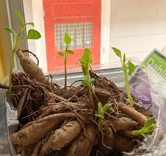 some plants that are growing out of the ground in front of a window sill