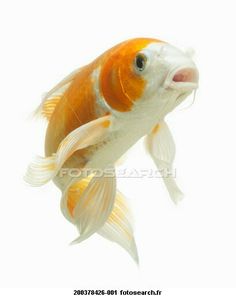 an orange and white fish swimming in the water