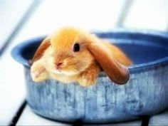 a small brown rabbit sitting in a metal bowl