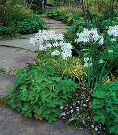 a garden with white flowers and green plants on the ground, along side a stone path