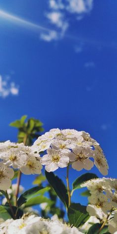 white flowers with green leaves against a blue sky