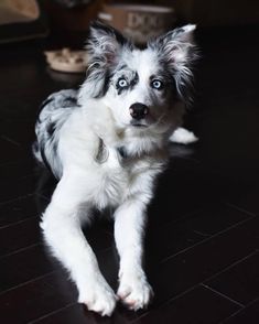 a white and gray dog laying on top of a hard wood floor