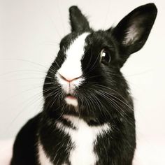 a black and white rabbit is looking at the camera