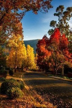 the road is lined with colorful trees and leaves