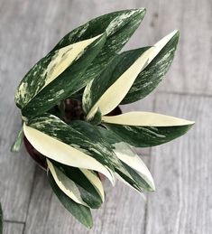 a potted plant with white and green leaves