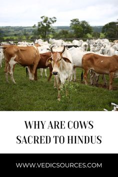 a herd of cattle standing on top of a lush green field with text overlay that reads, why are cows sacred to hindus?