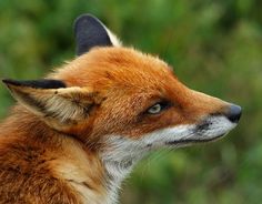 a close up of a fox's head with trees in the background