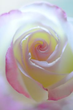 a close up view of a pink and white rose