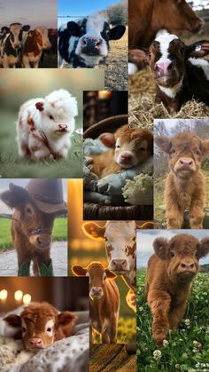 many different pictures of cows and calves in the same photo, including one with a cow's head