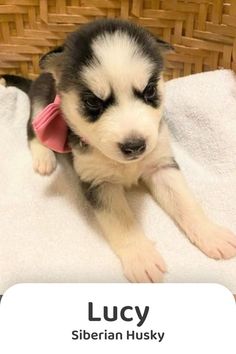 there is a puppy that is sitting on the towel