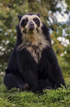 a large black bear sitting on top of a lush green field with trees in the background