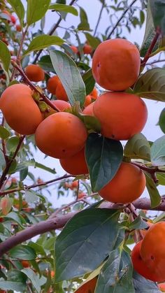 an orange tree filled with lots of ripe fruit on it's branches and leaves