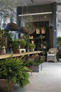 a room filled with lots of potted plants and hanging lights over the top of shelves