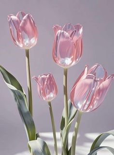 three pink tulips in a vase on a table