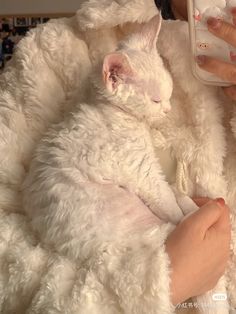 a white cat laying on top of a blanket next to a person holding a cell phone