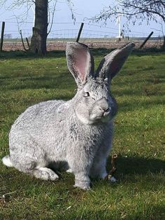 a gray rabbit sitting on top of a lush green grass covered field next to a tree