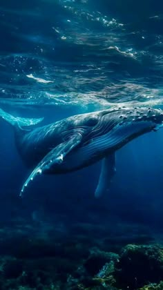 a humpback whale swims under the water's surface in this underwater photo