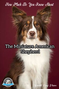 a brown and white dog sitting in front of a red background with the words, how much do you know about the miniature american shepherd?