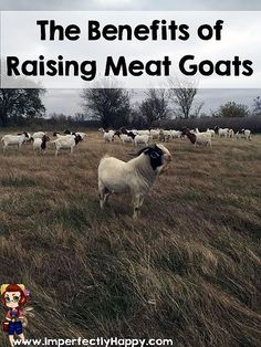 the benefits of raising meat goats