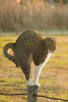 a cat standing on top of a wooden post in a field next to a fence