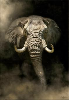 Bull Elephant, Elephant Artwork, Elephant Pictures, Elephants Photos, Elephant Painting, Elephant Love