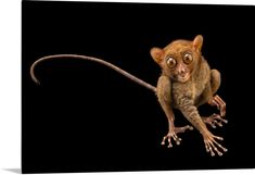 a small brown animal with big eyes on it's back legs and tail, sitting in front of a black background