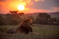 a lion laying down in the grass with the sun setting behind it's back