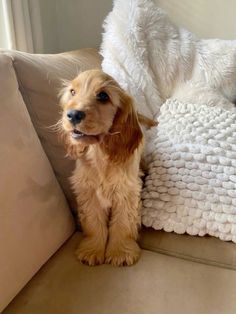 a small dog sitting on top of a couch next to a white pillow and blanket