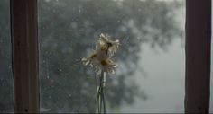 a vase filled with white flowers sitting on top of a window sill