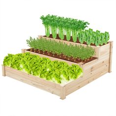 an image of a vegetable garden with lettuce and carrots in the ground