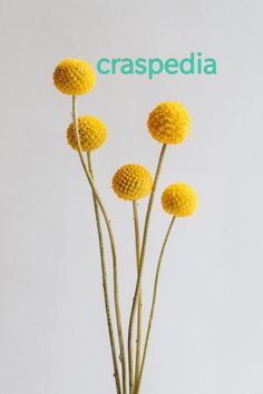 three yellow flowers are in a vase on a table with white wall behind them and light grey background