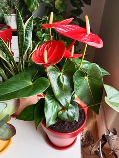 red flowers and green leaves in pots on a white counter top next to other potted plants