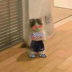 a dog with red glasses and checkered shirt standing in front of a window on a wooden floor