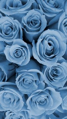 blue roses are arranged together in a close up view, with the petals slightly open