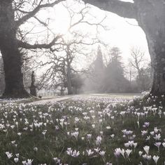 the sun shines through the trees and flowers on the ground in front of a park bench