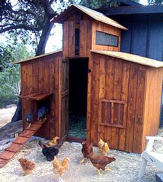 several chickens walk around in front of a chicken coop