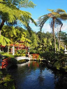 a pond surrounded by palm trees and other greenery