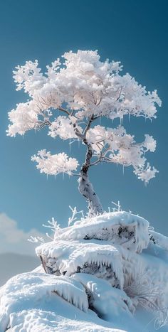 a snow covered tree on top of a snowy hill with icicles hanging from it's branches