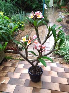 a small potted plant with pink flowers in it on a brick walkway surrounded by greenery