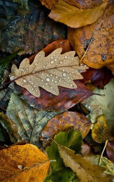 autumn leaves with drops of water on them