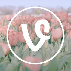 pink tulips in a field with the letter q on it's side