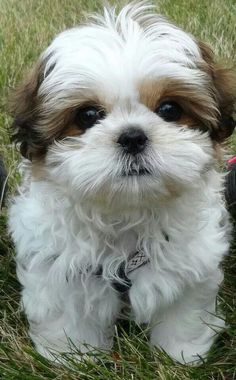 a small white and brown dog sitting in the grass with a poem written on it