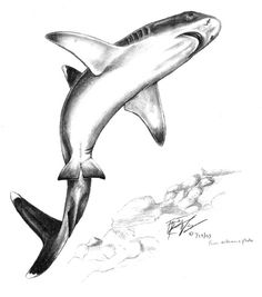 a drawing of a shark jumping out of the water