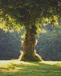 a large tree in the middle of a field with grass and trees around it,