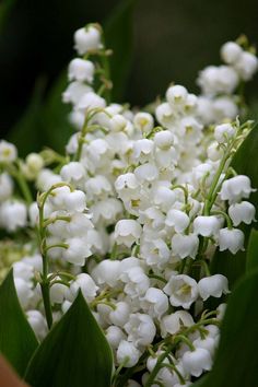 white flowers with green leaves in the background