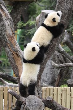 two black and white panda bears climbing up a tree