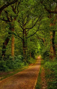 a dirt road surrounded by trees in the middle of a lush green forest with lots of leaves